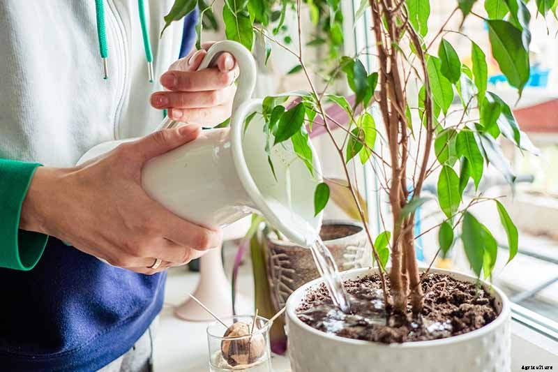 How to Bottom Water Houseplants