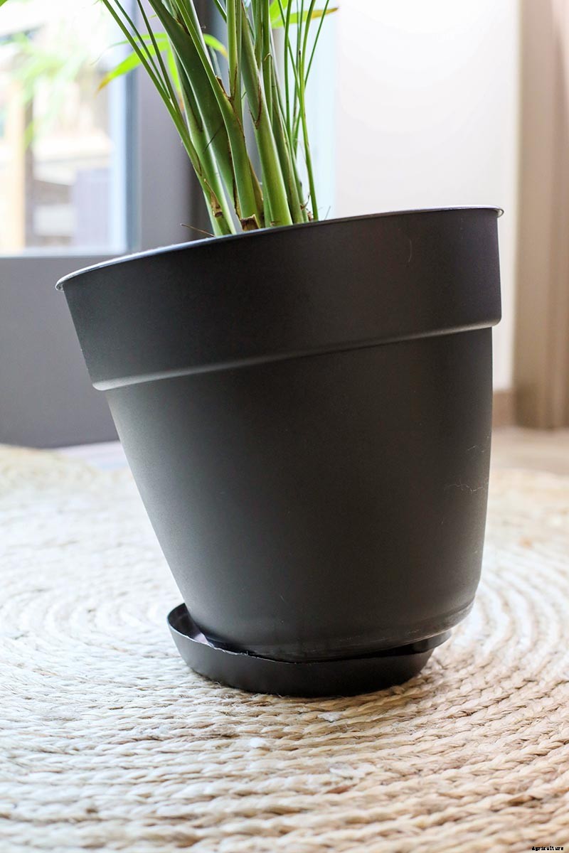 How to Bottom Water Houseplants