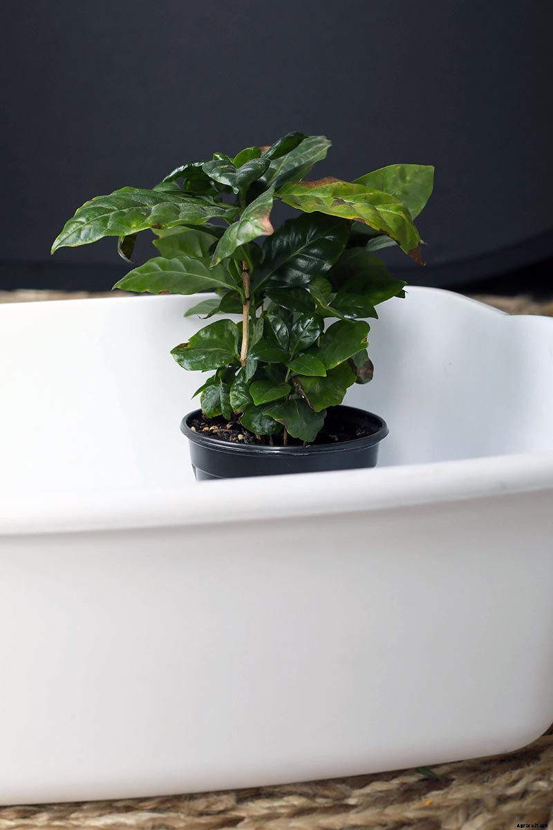 How to Bottom Water Houseplants