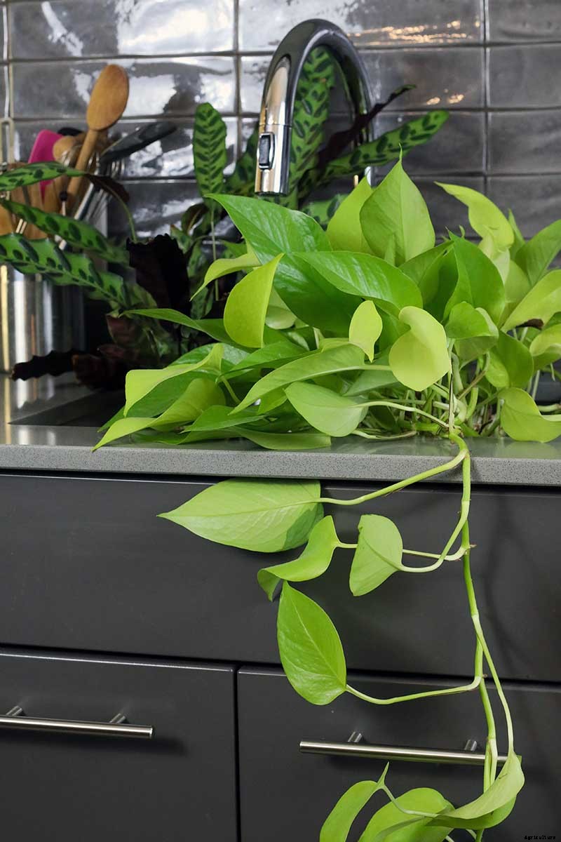 How to Bottom Water Houseplants