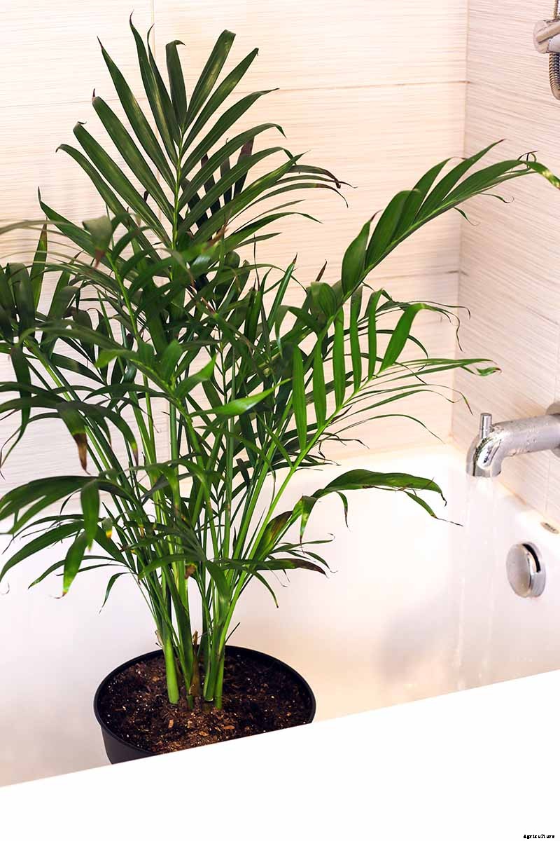 How to Bottom Water Houseplants