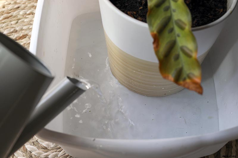 How to Bottom Water Houseplants