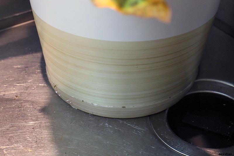 How to Bottom Water Houseplants