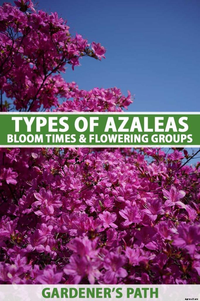 Azalea Bloom Times and Flowering Groups