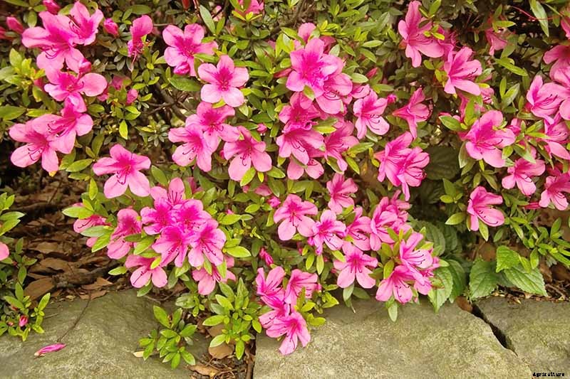 Azalea Bloom Times and Flowering Groups
