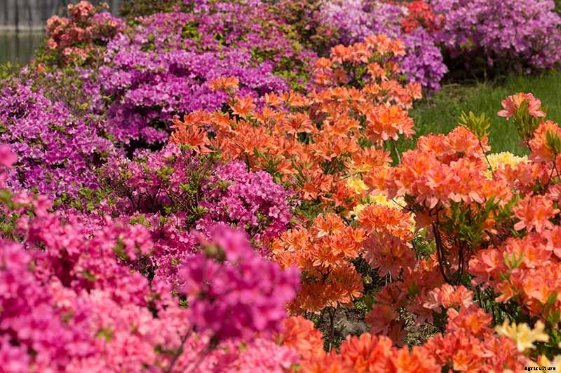 Azalea Bloom Times and Flowering Groups