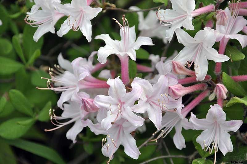 Azalea Bloom Times and Flowering Groups