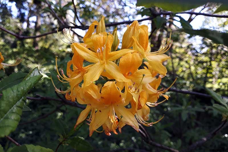 Azalea Bloom Times and Flowering Groups