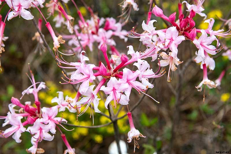 Azalea Bloom Times and Flowering Groups