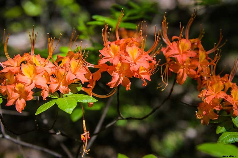 Azalea Bloom Times and Flowering Groups