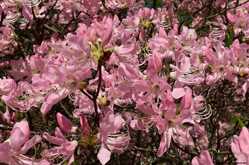 Azalea Bloom Times and Flowering Groups