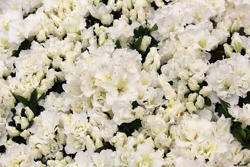 Azalea Bloom Times and Flowering Groups