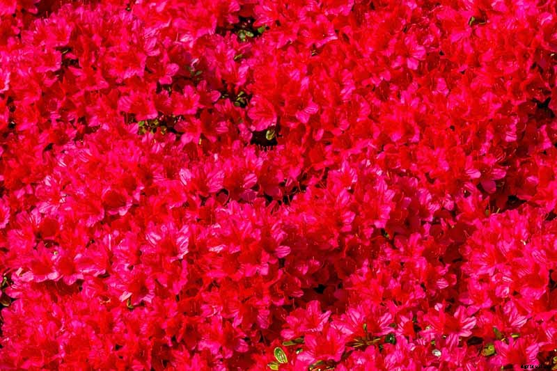 Azalea Bloom Times and Flowering Groups