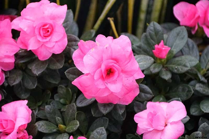 Azalea Bloom Times and Flowering Groups