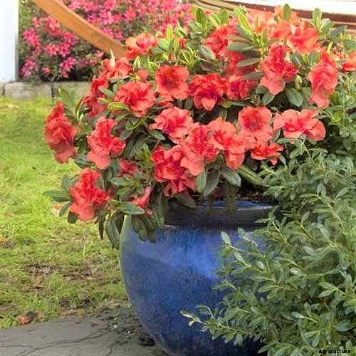 Azalea Bloom Times and Flowering Groups