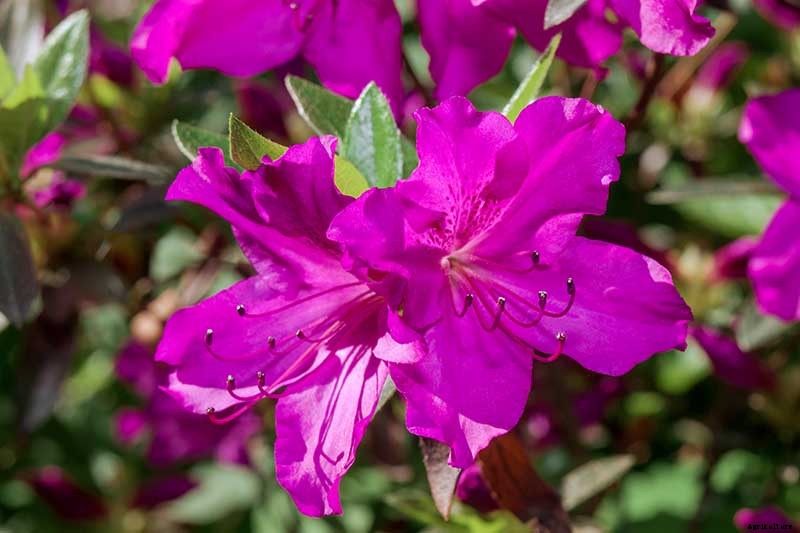 Azalea Bloom Times and Flowering Groups