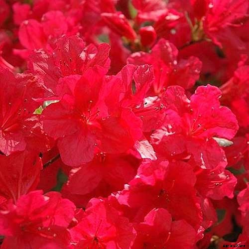Azalea Bloom Times and Flowering Groups