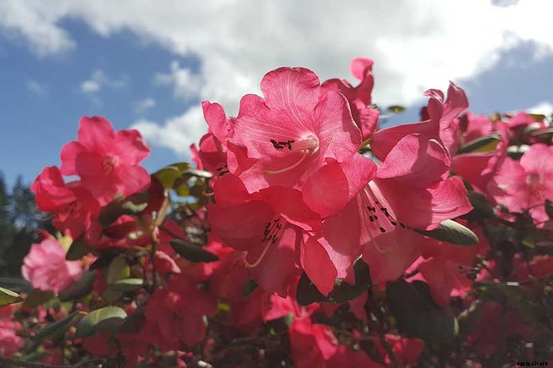 Azalea Bloom Times and Flowering Groups