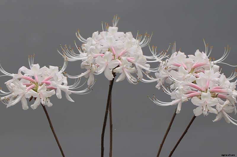 Azalea Bloom Times and Flowering Groups