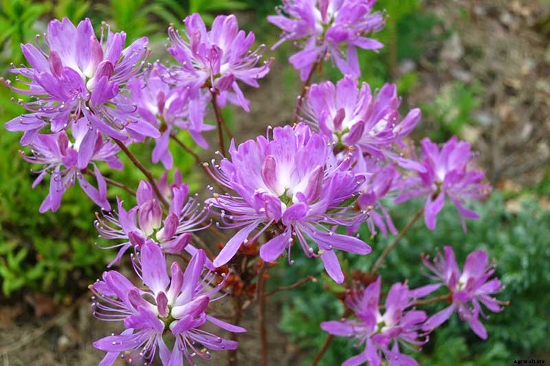 Azalea Bloom Times and Flowering Groups