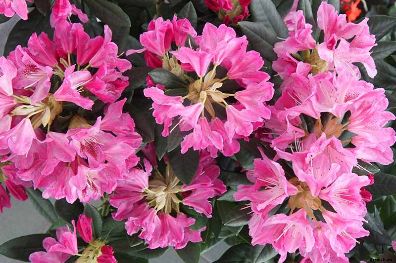 Azalea Bloom Times and Flowering Groups