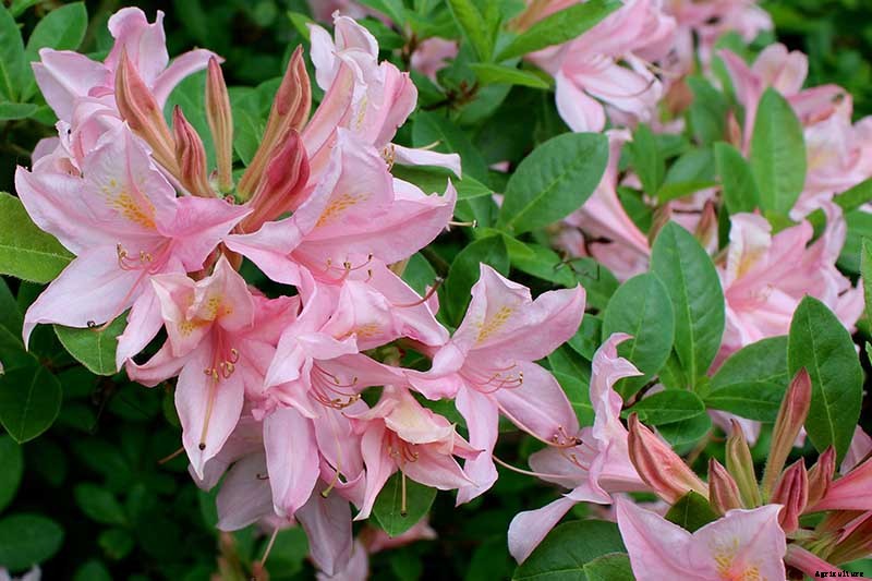 Azalea Bloom Times and Flowering Groups