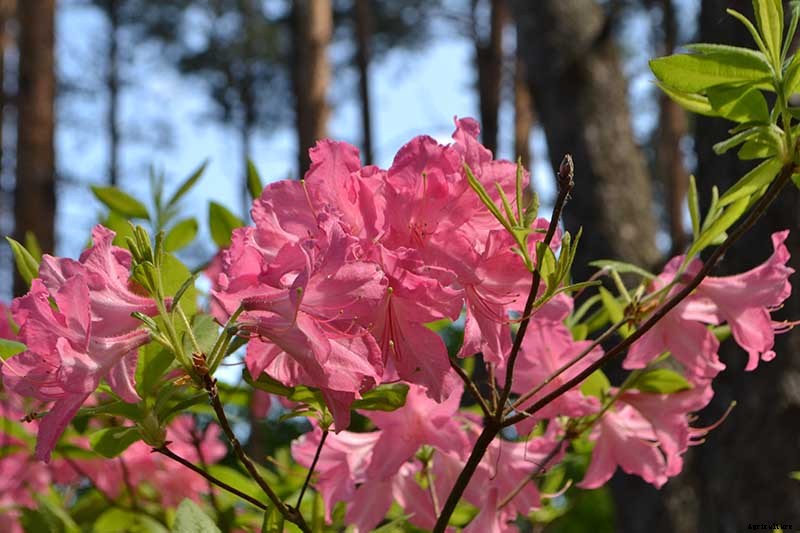Azalea Bloom Times and Flowering Groups