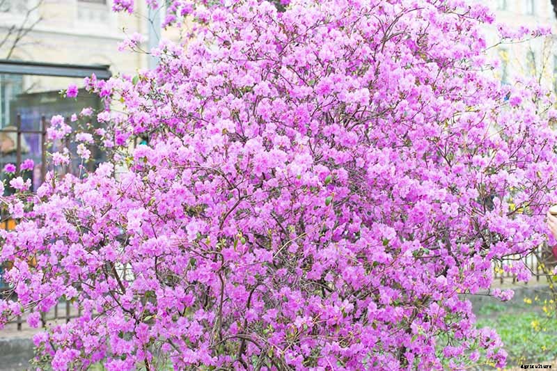 Azalea Bloom Times and Flowering Groups