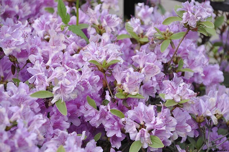 Azalea Bloom Times and Flowering Groups