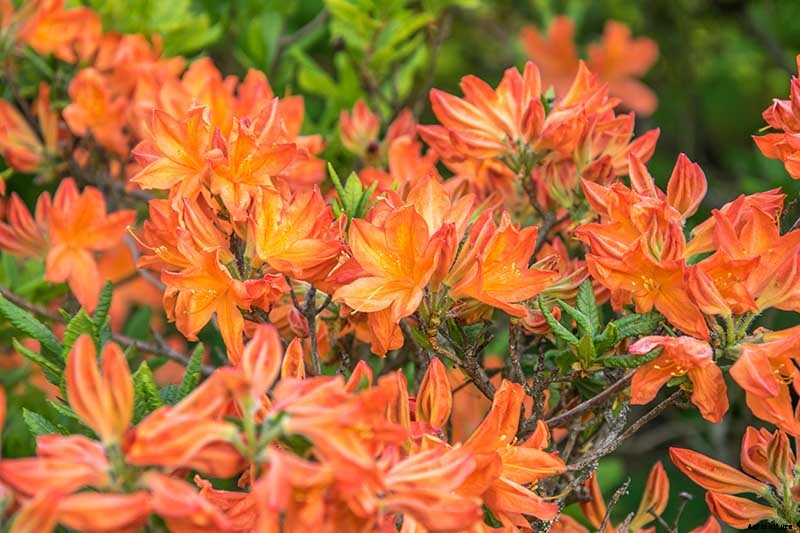 Azalea Bloom Times and Flowering Groups