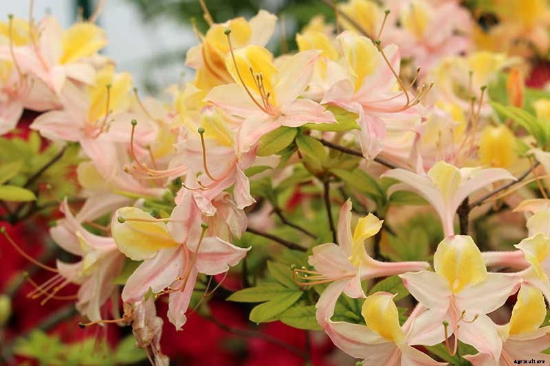 Azalea Bloom Times and Flowering Groups
