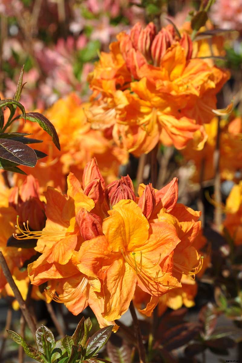Azalea Bloom Times and Flowering Groups