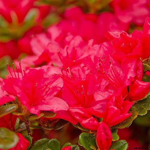 Azalea Bloom Times and Flowering Groups