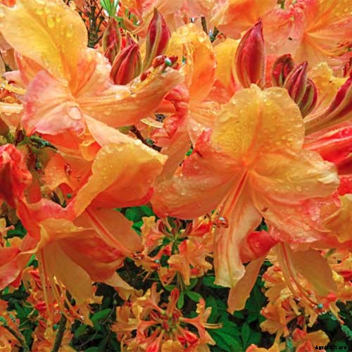 Azalea Bloom Times and Flowering Groups