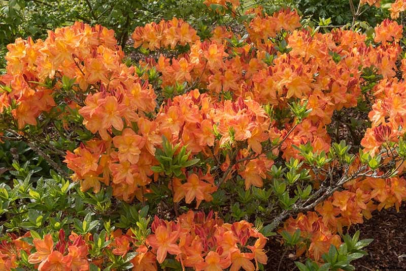 Azalea Bloom Times and Flowering Groups