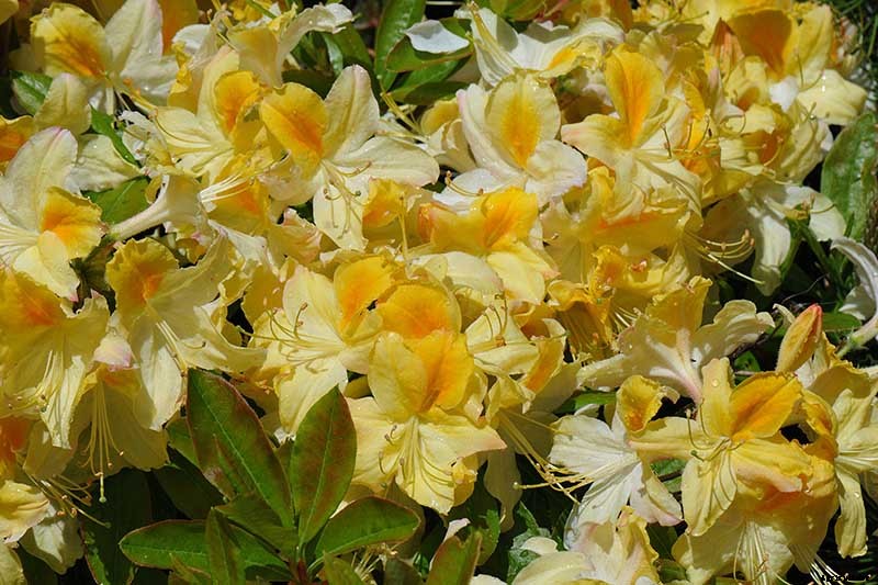 Azalea Bloom Times and Flowering Groups