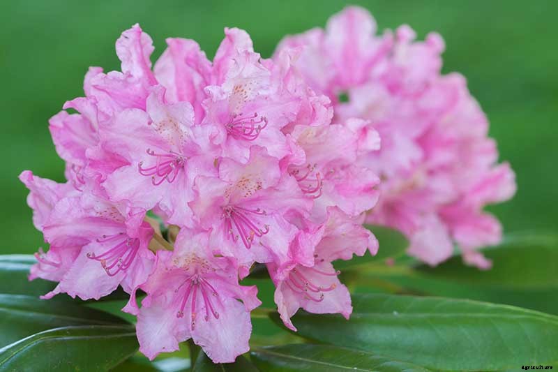 Azalea Bloom Times and Flowering Groups