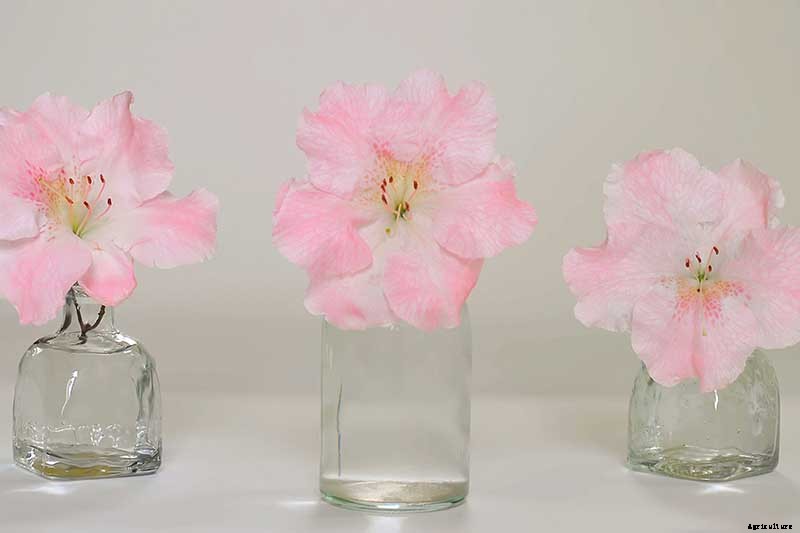 Azalea Bloom Times and Flowering Groups