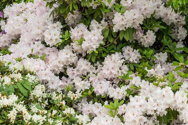 Azalea Bloom Times and Flowering Groups