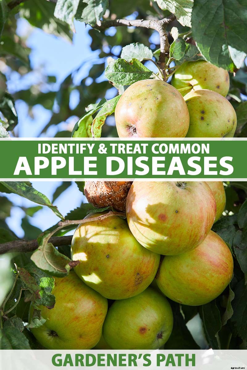 How to Identify, Treat, and Prevent Common Apple Diseases