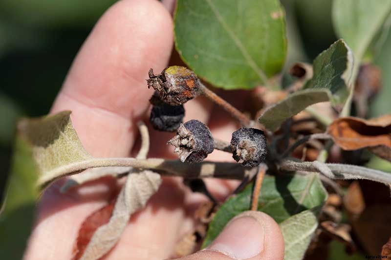 How to Identify, Treat, and Prevent Common Apple Diseases