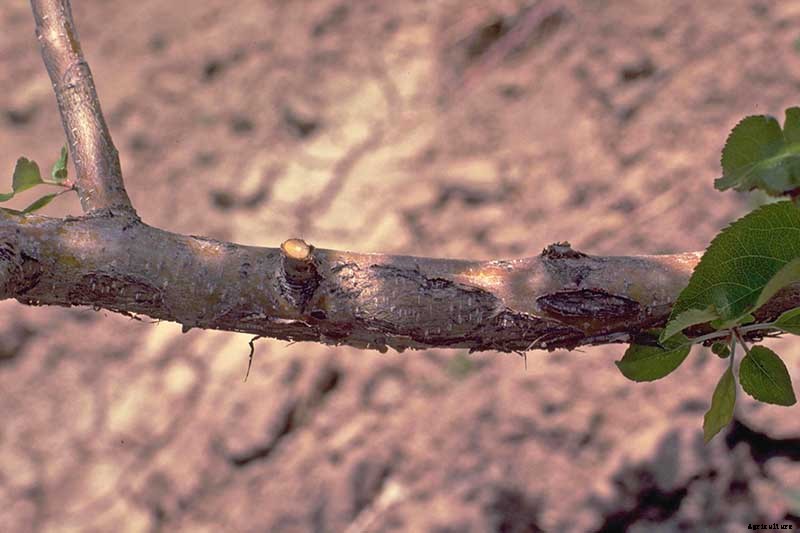 How to Identify, Treat, and Prevent Common Apple Diseases
