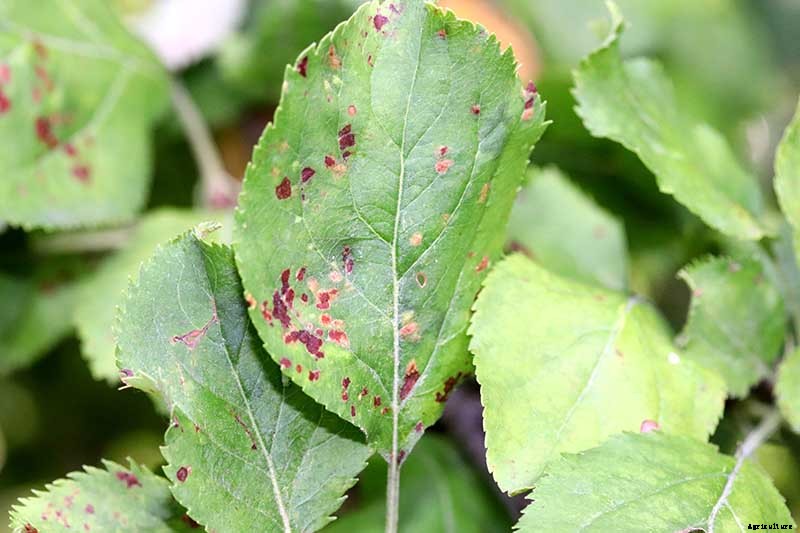 How to Identify, Treat, and Prevent Common Apple Diseases