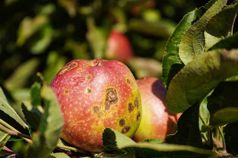 How to Identify, Treat, and Prevent Common Apple Diseases