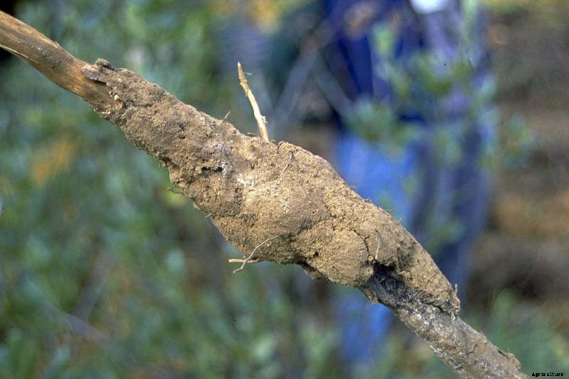 How to Identify, Treat, and Prevent Common Apple Diseases