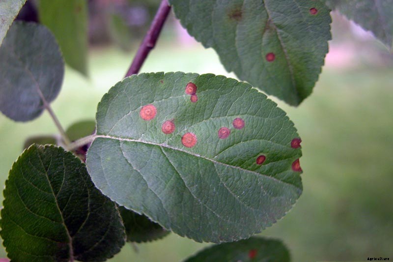 How to Identify, Treat, and Prevent Common Apple Diseases