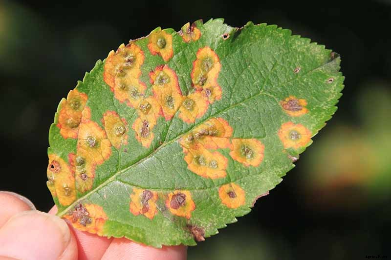 How to Identify, Treat, and Prevent Common Apple Diseases