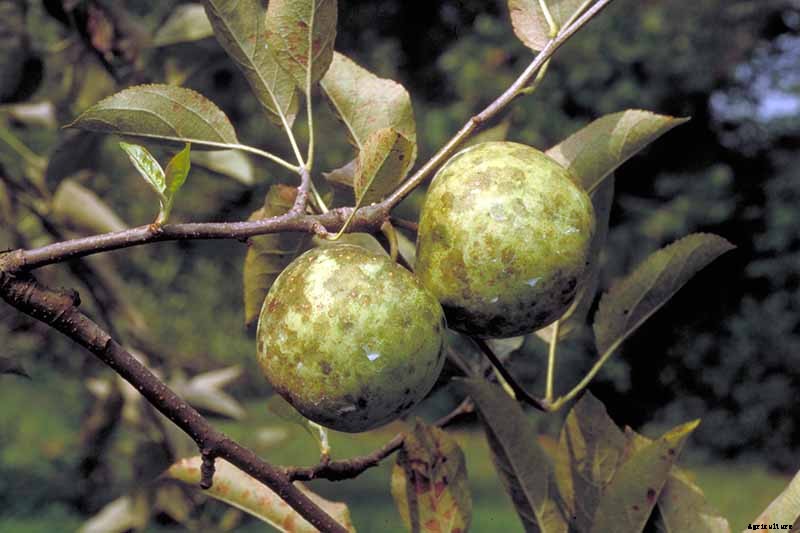 How to Identify, Treat, and Prevent Common Apple Diseases