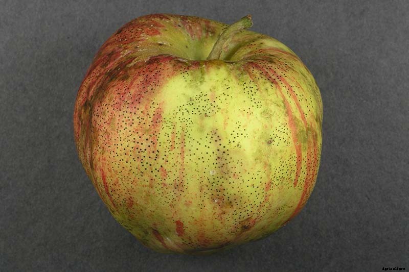 How to Identify, Treat, and Prevent Common Apple Diseases