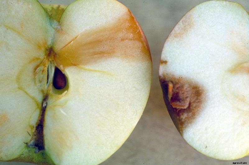 How to Identify, Treat, and Prevent Common Apple Diseases